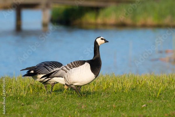 Fototapeta Two Barnacle Goose (Branta leucopsis) foraging in a Dutch polder landscape