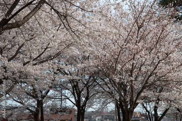 Fototapeta Spring cherry blossoms at the Senior Welfare Center in Yeoju, Gyeonggi-do, South Korea