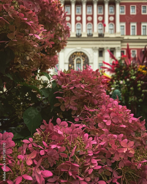 Fototapeta Blooming Moscow