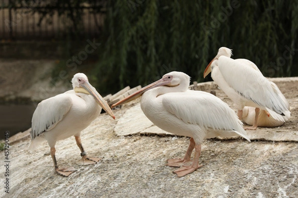 Fototapeta Beautiful white pelicans in zoo enclosure. Wild birds