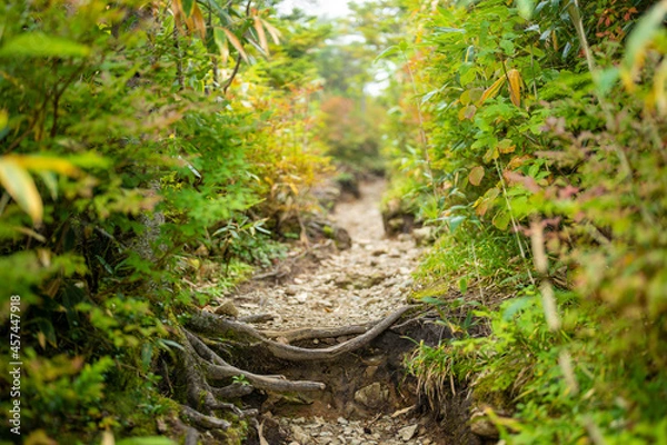 Obraz 秋の紅葉が始まった栂池自然園の展望台までトレッキングしている風景 A view of trekking to the observatory of Tsugaike Nature Park, where the autumn leaves have started to change color. 