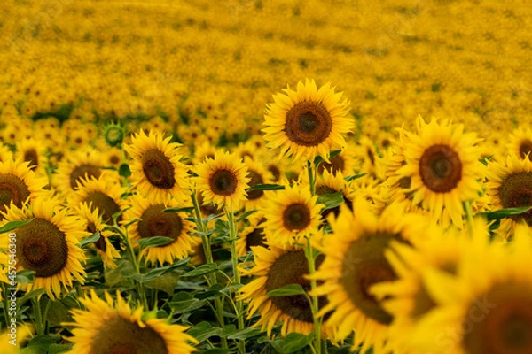 Fototapeta Sunflower field with flowers sitcking out in france