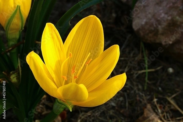 Fototapeta Winter Daffodil flower, also called autumn or fall daffodil, latin name Sternbergia lutea, in its yellow full blossom during early autumn season, afternoon sunshine. 