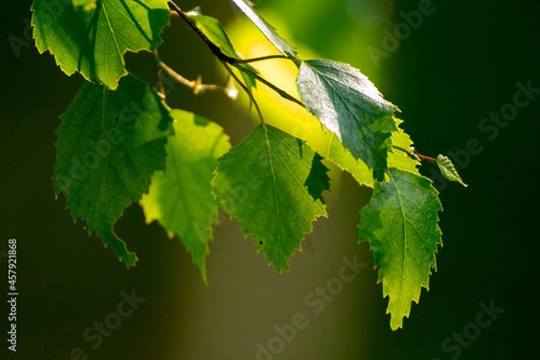 Fototapeta green birch leaves on the background of green nature