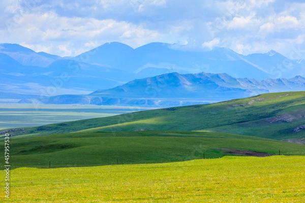 Fototapeta Green grassland natural scenery in Xinjiang,China.Wide grassland and blue sky with white clouds landscape.