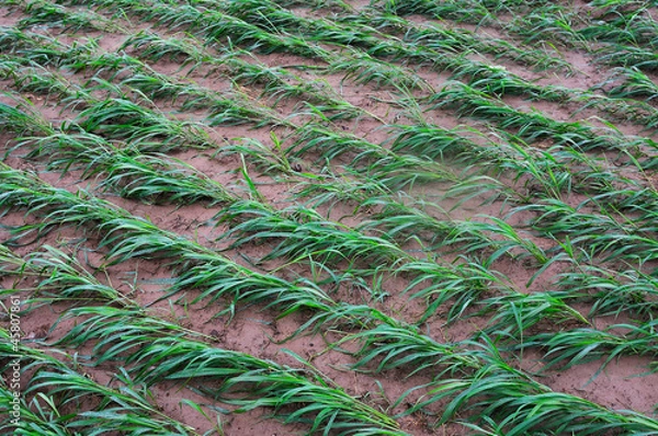 Fototapeta Millet seedlings