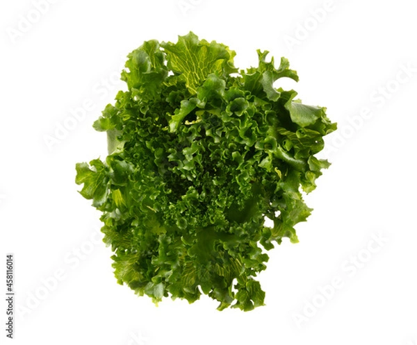 Fototapeta Salad leaves Bio lettuce isolated on white background.