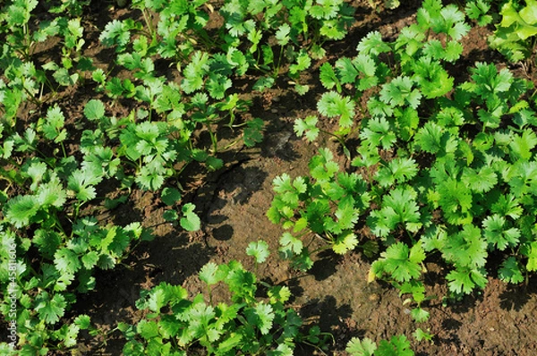 Fototapeta Coriander seedlings