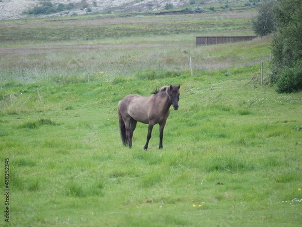 Fototapeta Ponies in Iceland