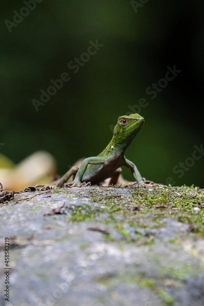 Fototapeta Capturado na Região de Visconde de Mauá