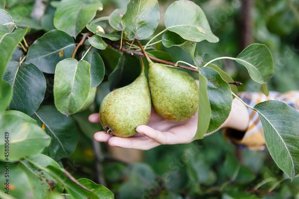 Fototapeta young woman harvests ripe pears from a tree in the garden