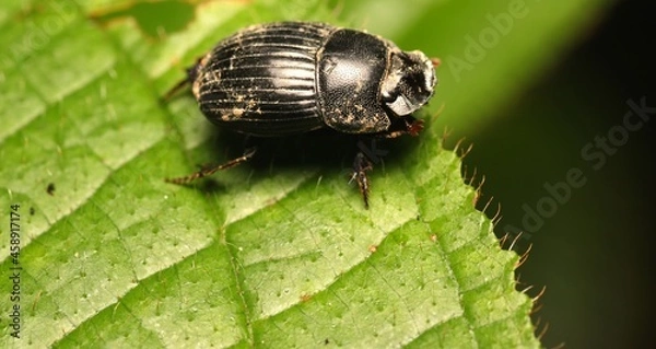 Fototapeta Dung Beetle on The Leaves