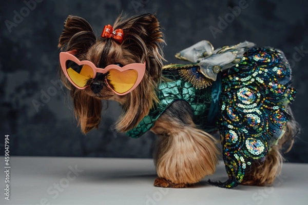 Fototapeta Purebred fashion yorkshire dog in dress against dark background