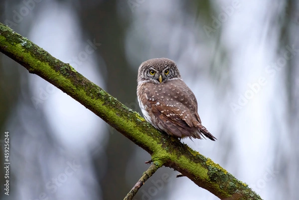 Fototapeta Beautiful small bird in forest. Eurasian pygmy owl (Glaucidium passerinum)