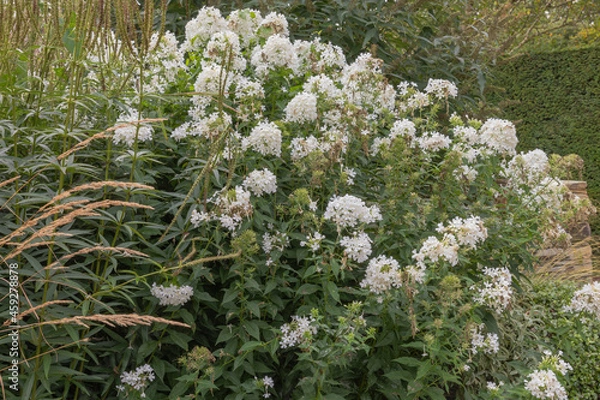 Fototapeta Phlox paniculata mount fiji, a herbaceous perennial producing brilliant white fragrant flowers