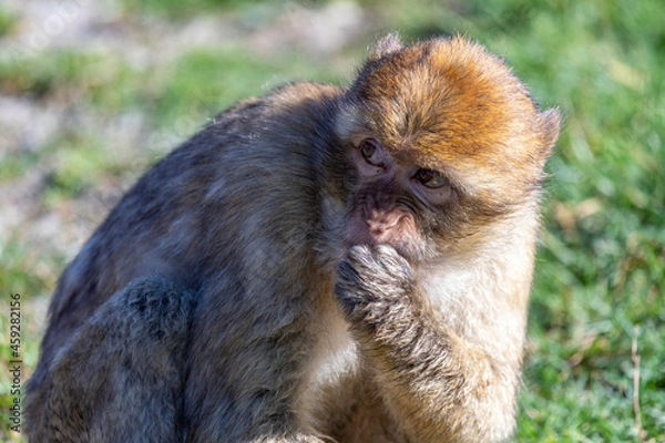 Fototapeta Berberaffe im Tierpark