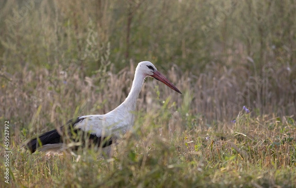 Fototapeta Birds - White Stork (Ciconia ciconia) in summer meadow with beautiful flowers, Lithuania - Europe