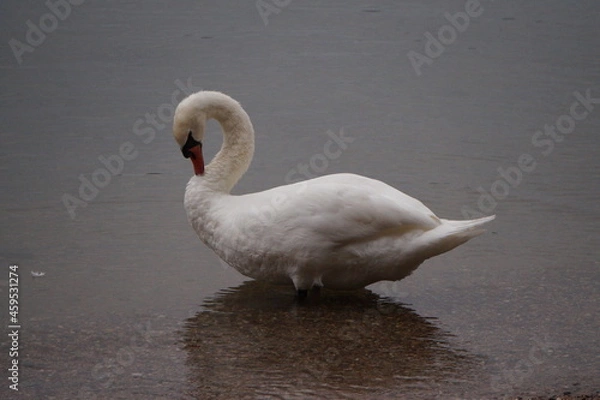 Fototapeta Schwan in seinem Natürlichen Lebensraum 