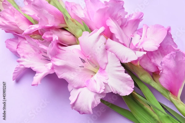 Fototapeta Beautiful gladiolus flowers on color background, closeup