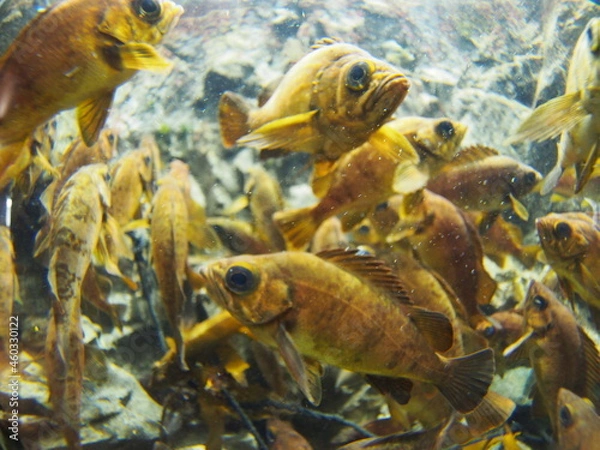 Fototapeta A lot of Japanese rockfish are swimming around.