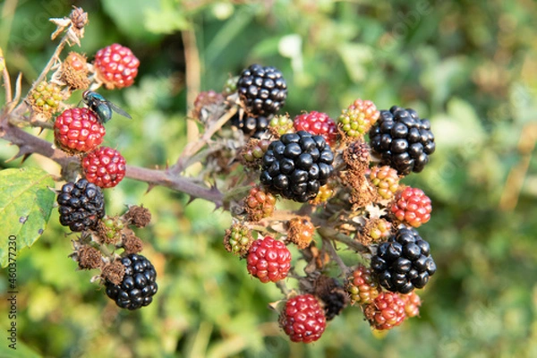 Fototapeta Close up of a bunch of blackberries