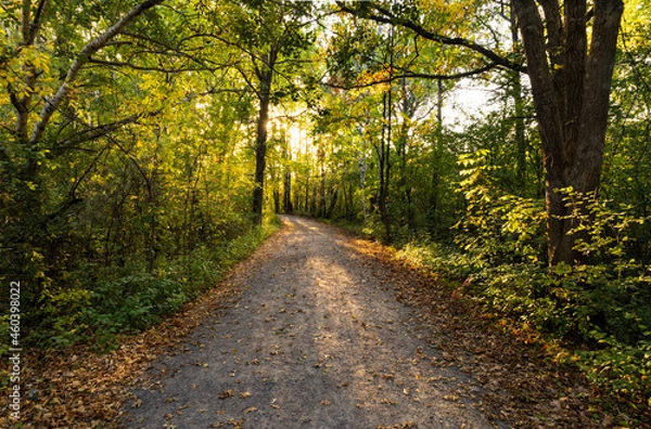 Fototapeta Autumn Light