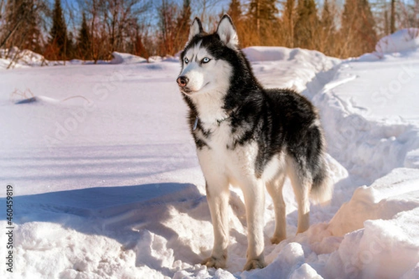 Fototapeta Adorable siberian husky dog breed in evening, in winter sunny forest