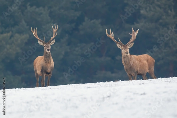 Obraz Two red deer, cervus elaphus, standing on snowy field in wintertime. Pair of antlered mammals observing on white pasture. Alert stags staring on snow.