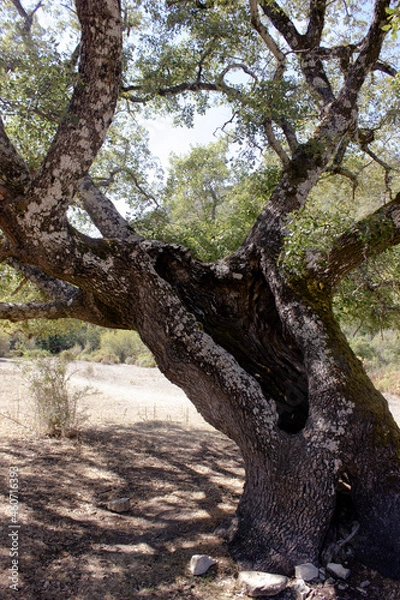 Fototapeta Árbol hueco