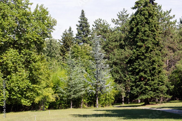 Fototapeta Different trees in a park