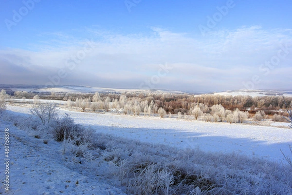 Fototapeta winter landscape with trees