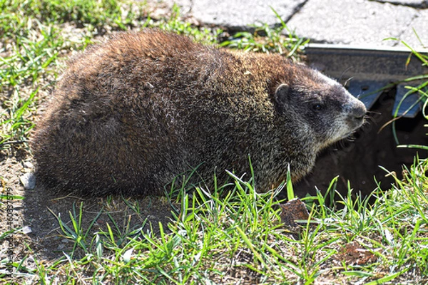 Fototapeta marmot in the grass