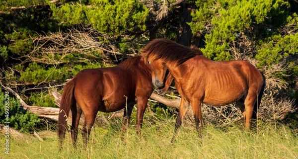 Fototapeta Wild Horses on Shackelford Banks