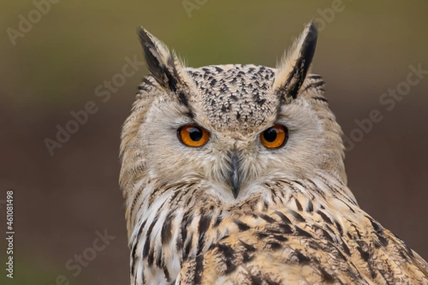 Fototapeta A portrait of an eagle owl next to a forest at a cloudy day in autumn.