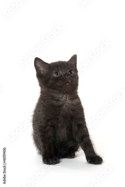 Fototapeta Cute black kitten