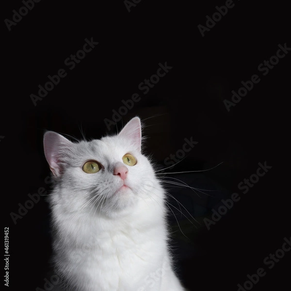 Fototapeta White fluffy cat Turkish Angora on a black background. The hungry cat looks up.