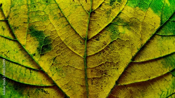 Fototapeta Colorful autumn leaf in macro for background. Background in autumn colors.