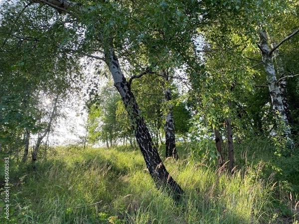 Fototapeta Mountain pastures and mixed forest along the accumulation Lokvarsko lake, Lokve - Croatia (Planinski pašnjaci i goranska miješana šuma uz akumulacijsko Lokvarsko jezero, Lokve - Gorski kotar, Hrvatska