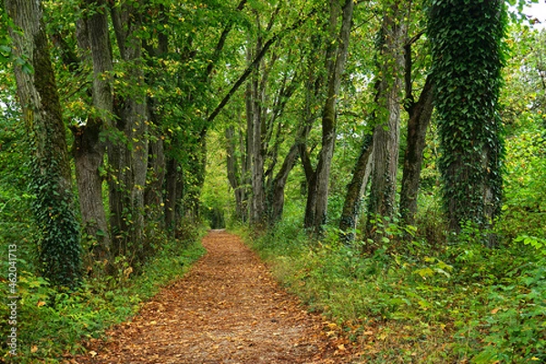 Fototapeta Lindenallee in den fürstlichen Anlagen Inzigkofen bei Sigmaringen; Naturpark Obere Donau; Baden Württemberg, Deutschland