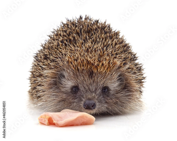 Fototapeta Hedgehog and meat.