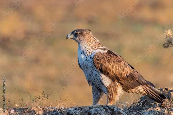 Fototapeta Aguila perdicera  (Aquila fasciata)