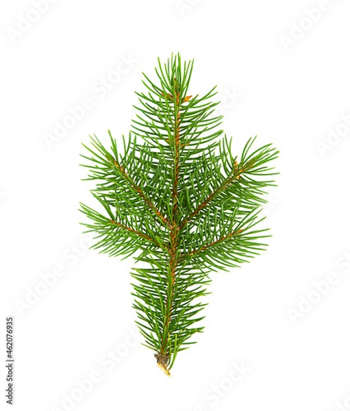 Fototapeta Fluffy spruce branch isolated on white background.