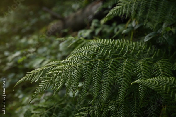 Fototapeta Green fern growing in forest, closeup view