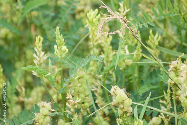 Fototapeta Chick-pea milk vetch in bloom closeup view with selective focus on foreground