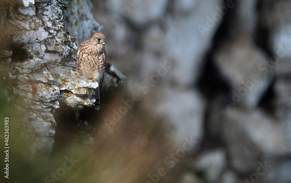 Fototapeta The common kestrel is a bird of prey species belonging to the kestrel group of the falcon family Falconidae