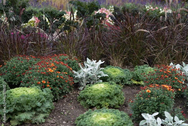 Fototapeta flowers in an autumn garden