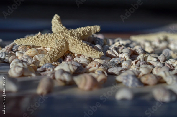 Fototapeta Etoile de mer