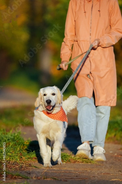 Fototapeta Human in a pink raincoat leads a happy golden retriever puppy on a blue leash in a bright orange bandana along a path in the park. Walking with your pet in the dog park