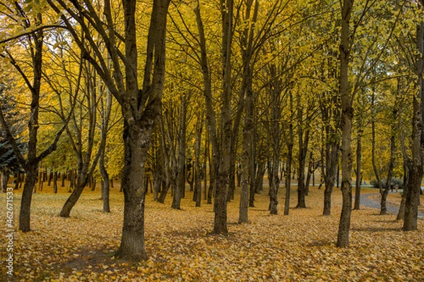 Fototapeta Autumn landscape. Selective focus. Soft focus. Defocus. Beautiful autumn nature. Autumn trees with yellow and orange leaves. Autumn glade. Yellow leaves on the ground. Yellow leaves on the ground.