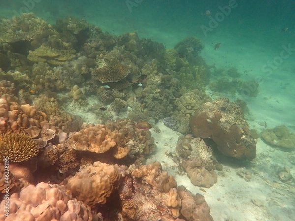 Fototapeta タイ　タルタオ海洋国立公園の魚